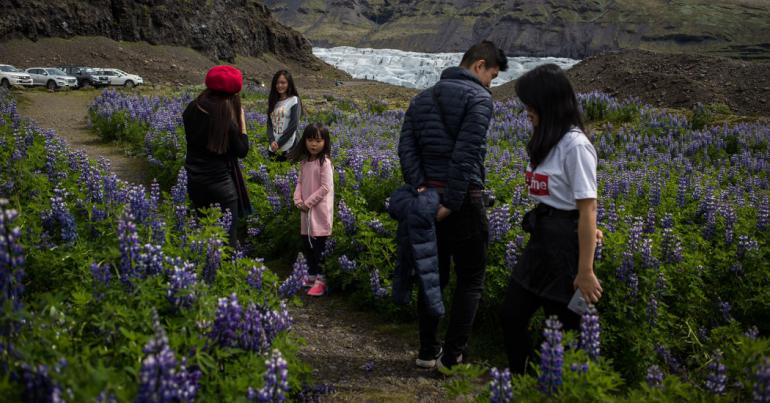 Beauty or Beast? Iceland Quarrels Over an Invasive Plant