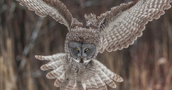 Photo: Great gray owl is a majesty of feathers