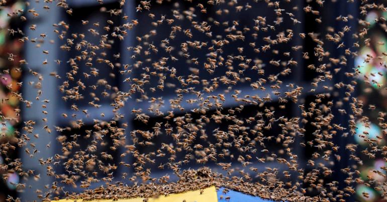 Remember the Bees That Swarmed Times Square? We Tried to Find Out Where They Came From