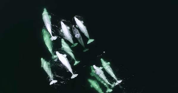 Wayward narwhal adopted by a pod of belugas (video)