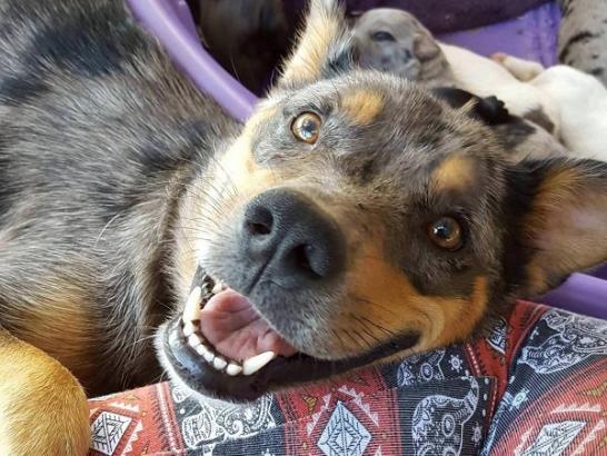 Smiling dogs will turn that frown upside down (25 Photos)