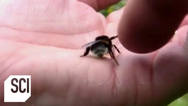High Fiving a Bee | Outrageous Acts of Science