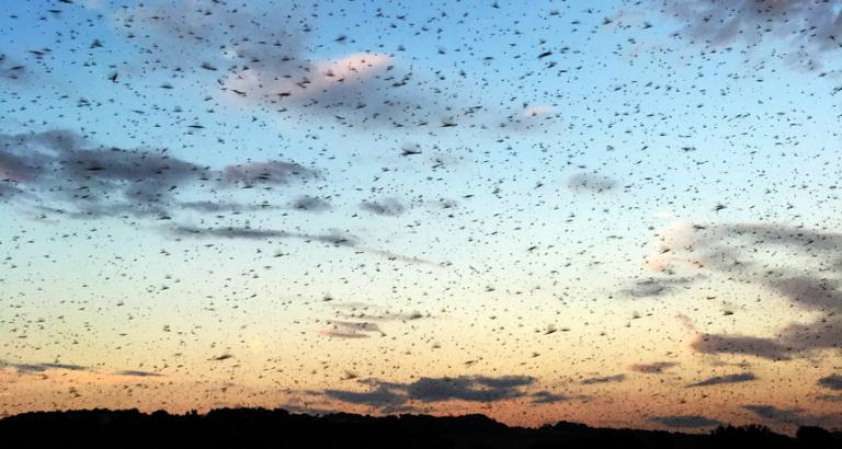 Confused mayflies wreak havoc on a Pennsylvania bridge