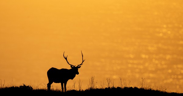 Photo: Tule elk in silhouette at sunset
