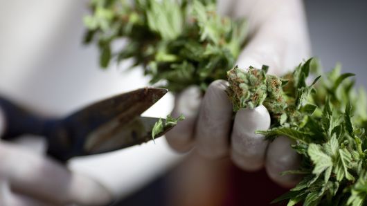 Canadian marijuana producer Tilray surges 12% after approval to import pot to US for medical study