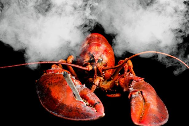 Restaurant to get lobsters high on marijuana before killing them