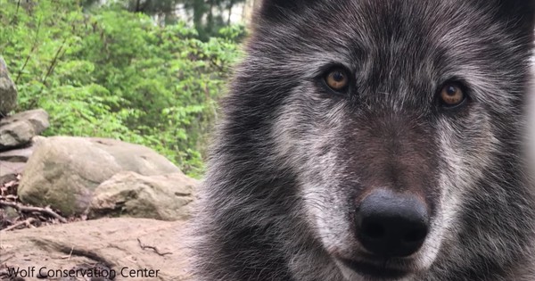 Wolf howls, Mother Nature claps (video)