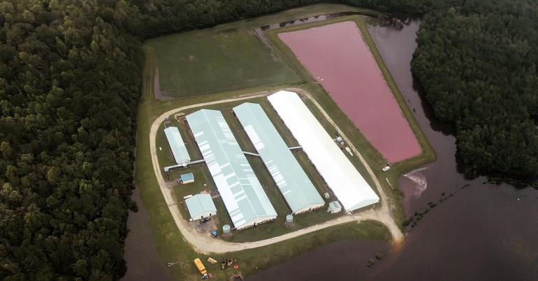 Lagoons of Pig Waste Are Overflowing After Florence. Yes, That’s as Nasty as It Sounds.