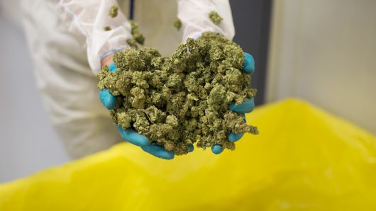 As investors chase pot stocks rally, some show caution: 'This is just stupid time'