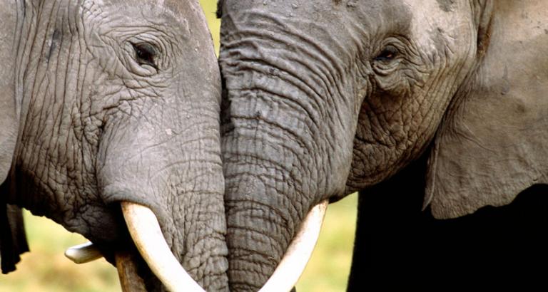 DNA from seized elephant ivory unmasks 3 big trafficking cartels in Africa