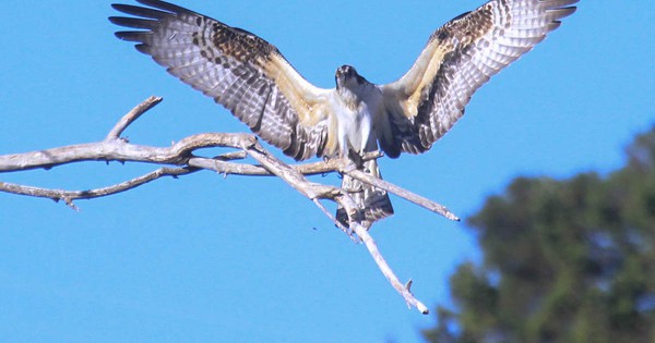 Photo: Osprey displays its remarkable wings