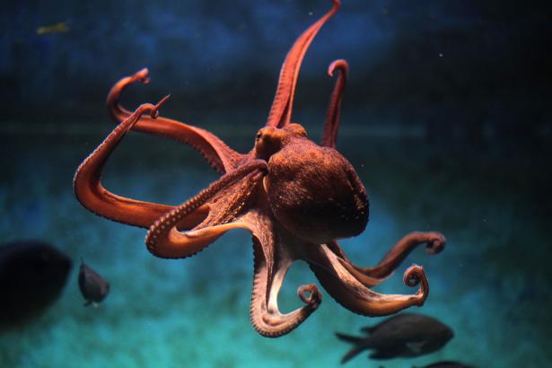 Scientists gave octopuses molly and it went as well as you’d expect