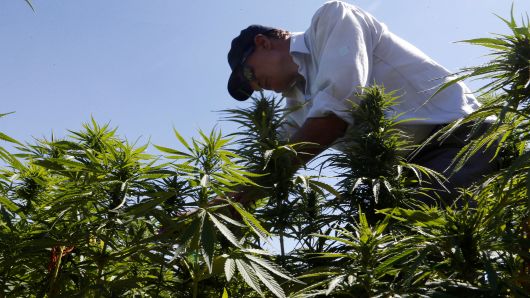 Cramer: Investors buying pot stocks now are making a mistake — 'I don't want people to get hurt'