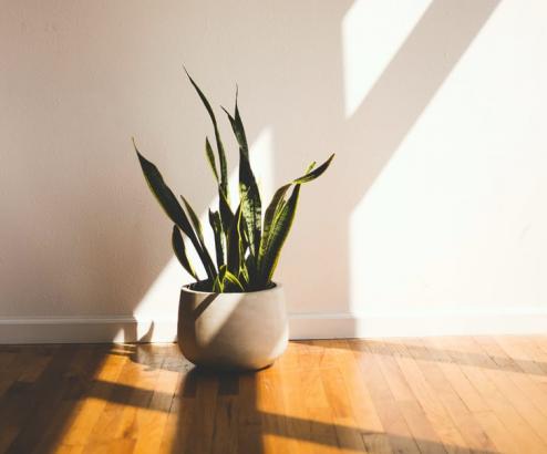 15 Houseplants That Can (Literally) Clean Your House