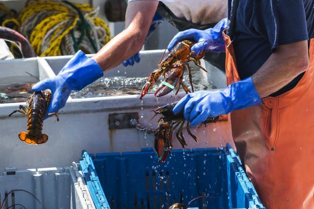 Maine officials: Getting lobsters stoned before killing them is now illegal