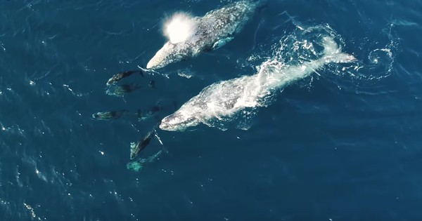 Whales and dolphins playing is the perfect escape (video)