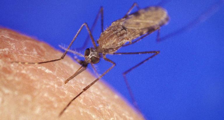 In lab tests, this gene drive wiped out a population of mosquitoes