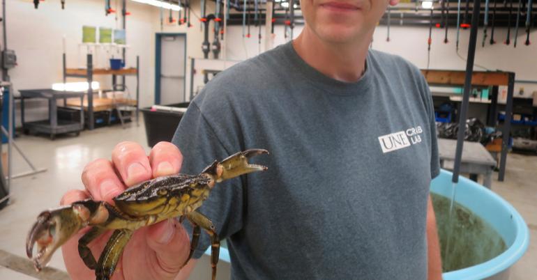 ‘Highly Aggressive’ Green Crabs From Canada Menace Maine’s Coast