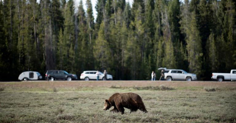 Hunt of Yellowstone Grizzly Bears Canceled by Judge