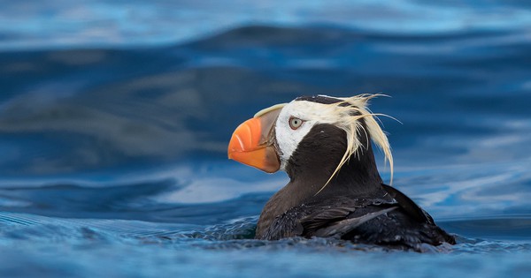 Photo: Tufted puffin on a mission