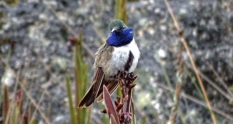 A new species of high-altitude hummingbird may already be in trouble