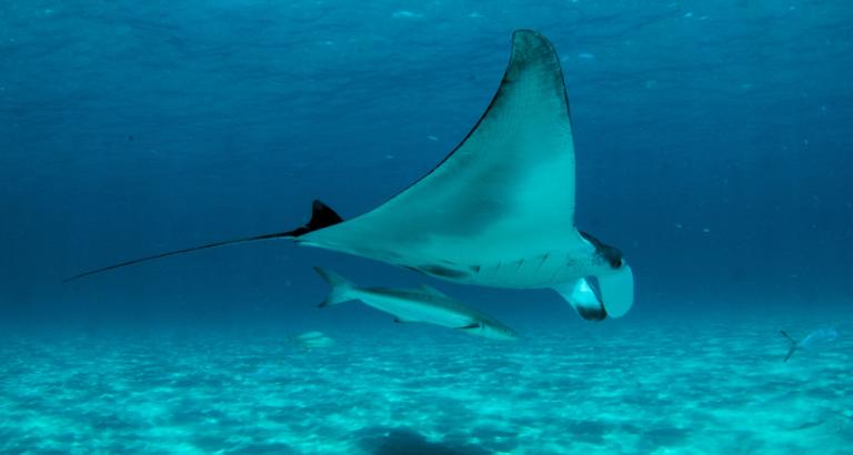 Manta rays have an unusual mouth filter that resists clogging
