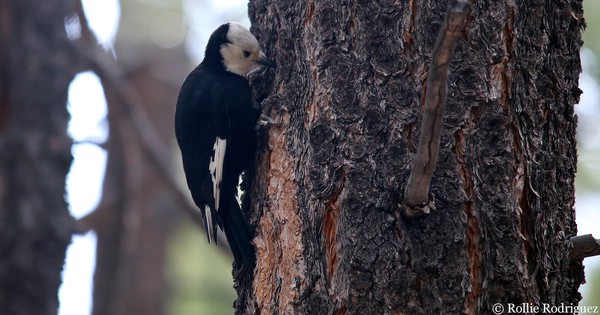 Photo: White-headed woodpecker taps the tree