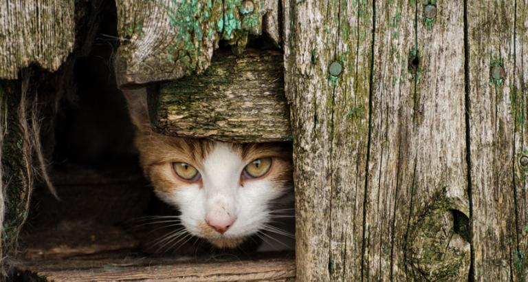 Feral cats appear to be pathetic at controlling New York City’s rats