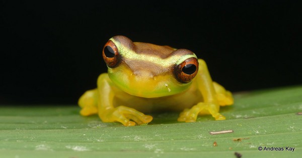 Photo: Young slender legged treefrog is ready for its close-up