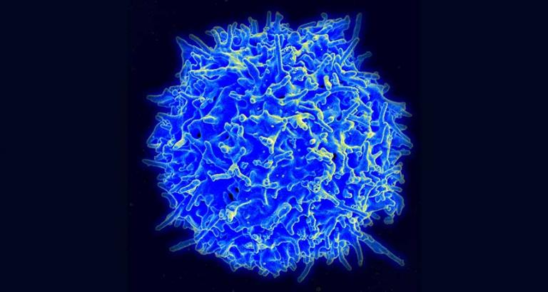 Cancer immunotherapy wins the 2018 medicine Nobel Prize