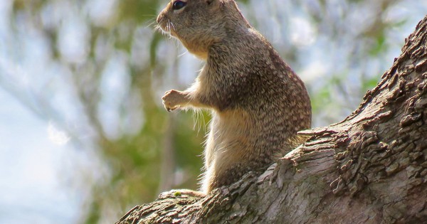 Photo: The world according to squirrels