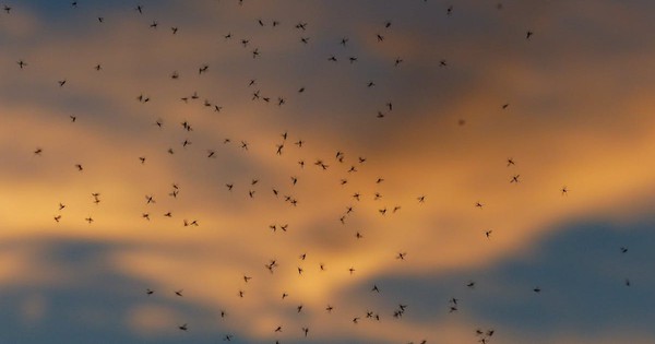 Humongous mosquitoes invade North Carolina by the billions