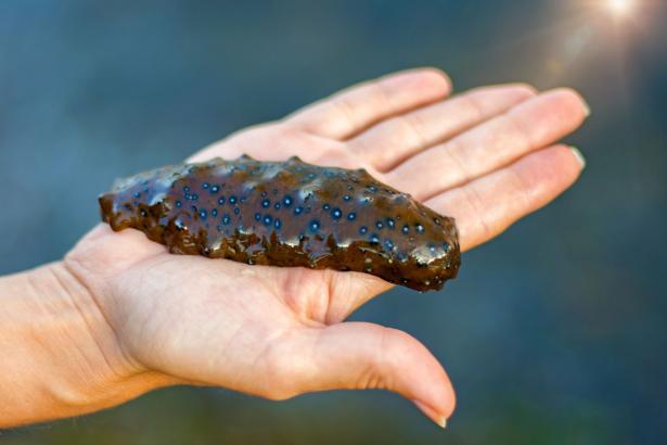 Seafood company owner gets prison for overharvesting sea cucumbers