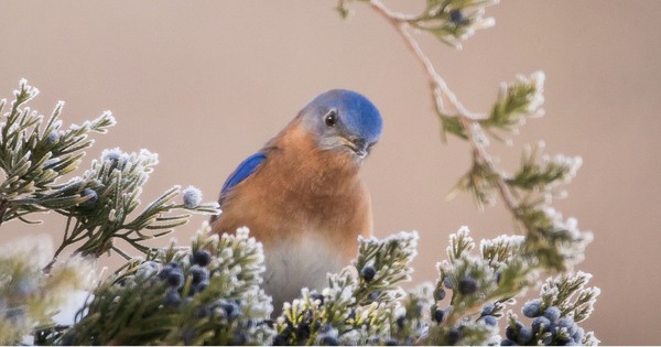 Photo: The sweet gaze of an Eastern bluebird
