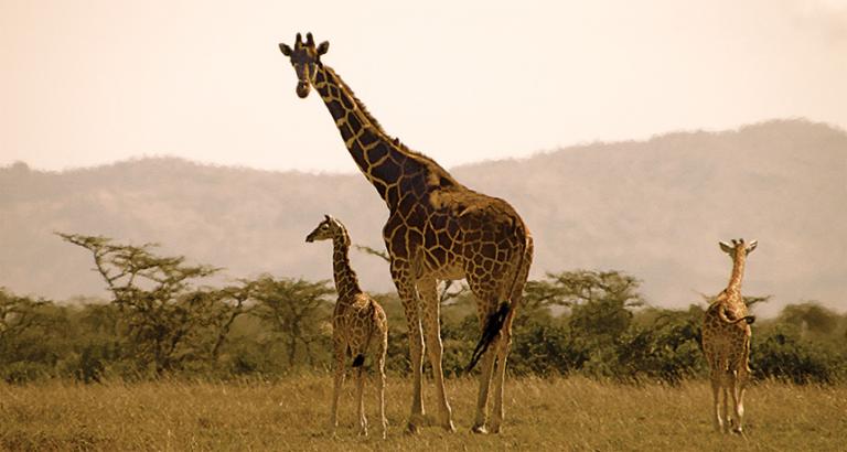 Giraffes inherit their spots from their mothers