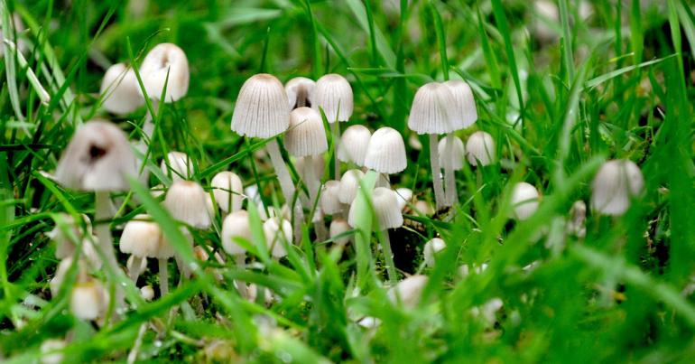 Psychedelic Mushrooms Are Closer to Medicinal Use (It’s Not Just Your Imagination)