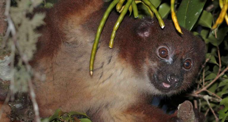 Lemur study suggests why some fruits smell so fruity