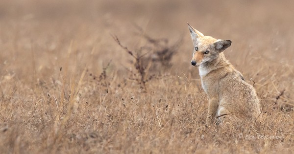 Photo: Coyote practices its puppy dog eyes