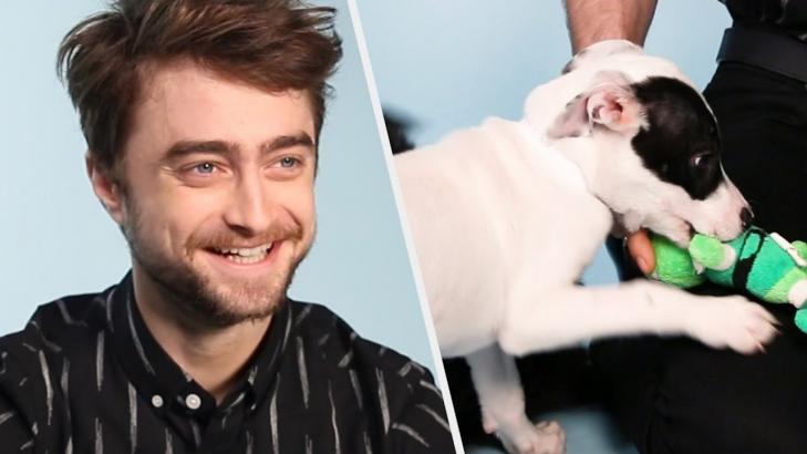 Daniel Radcliffe Plays With Puppies While Answering Fan Questions