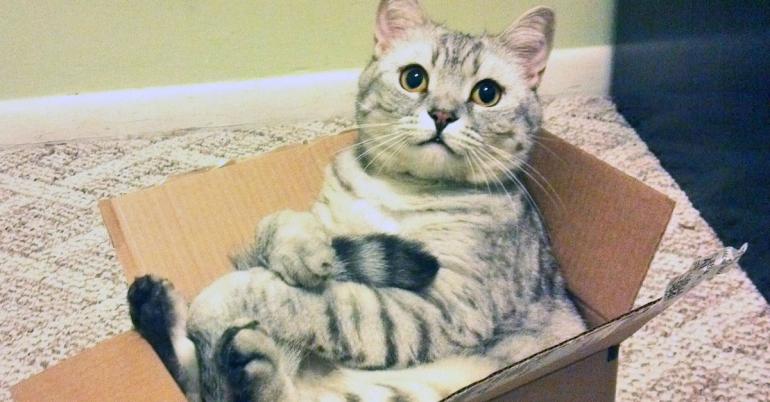Cats and boxes; a love stronger than PB n’ J (16 GIFs)