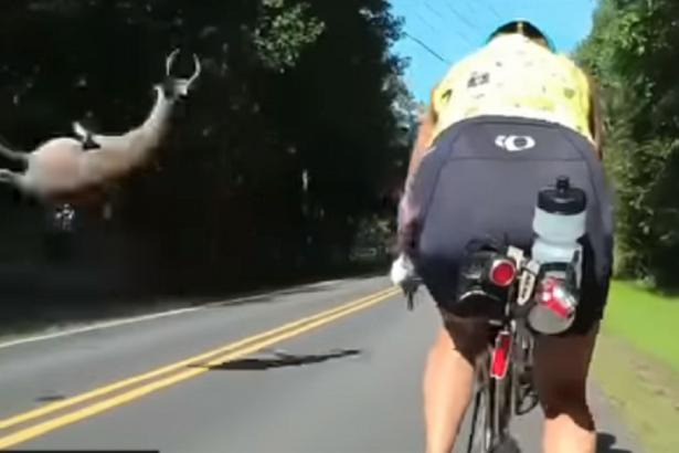 The terrifying moment a deer hit by car flew toward cyclists
