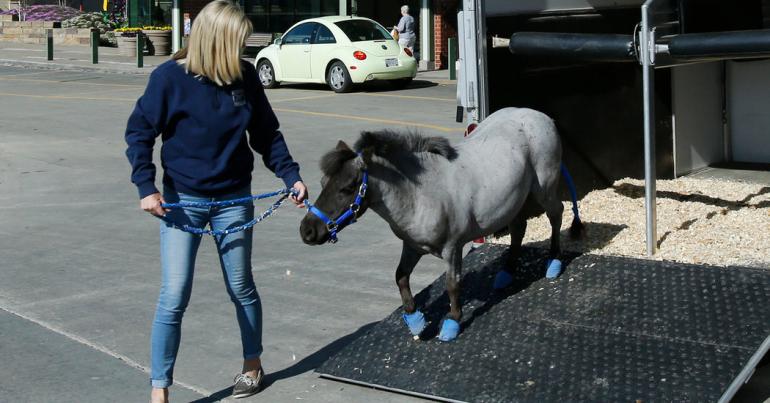 Miniature Horses Are Welcome on Alaska Airlines (But No Snakes, Please)