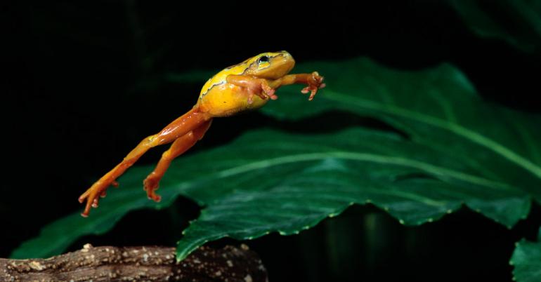 What a Frog Needs to Make That Leap