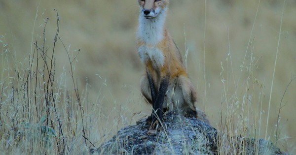 Photo: Red fox perches on a rock