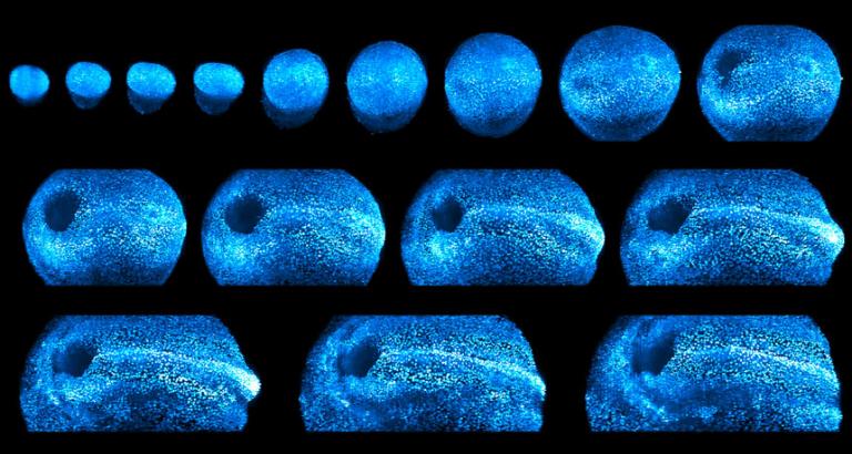 See these dazzling images of a growing mouse embryo
