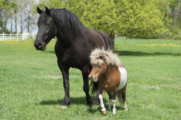 Why miniature horses make such great service animals