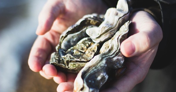 How oysters are restoring New York's polluted harbor