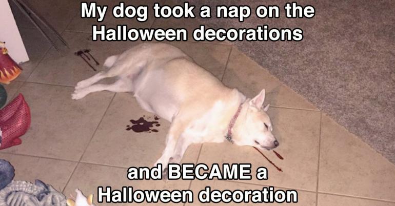 Halloween pets are heckin’ spooky (28 photos)