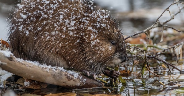 Photo: Muskrat gets a dusting of snow
