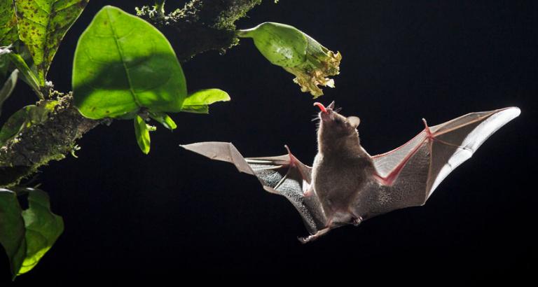 How nectar bats fly nowhere